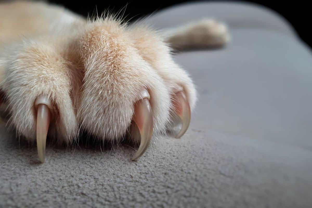 blurred cat's paws with long and sharp claws on cat fabric sofa.