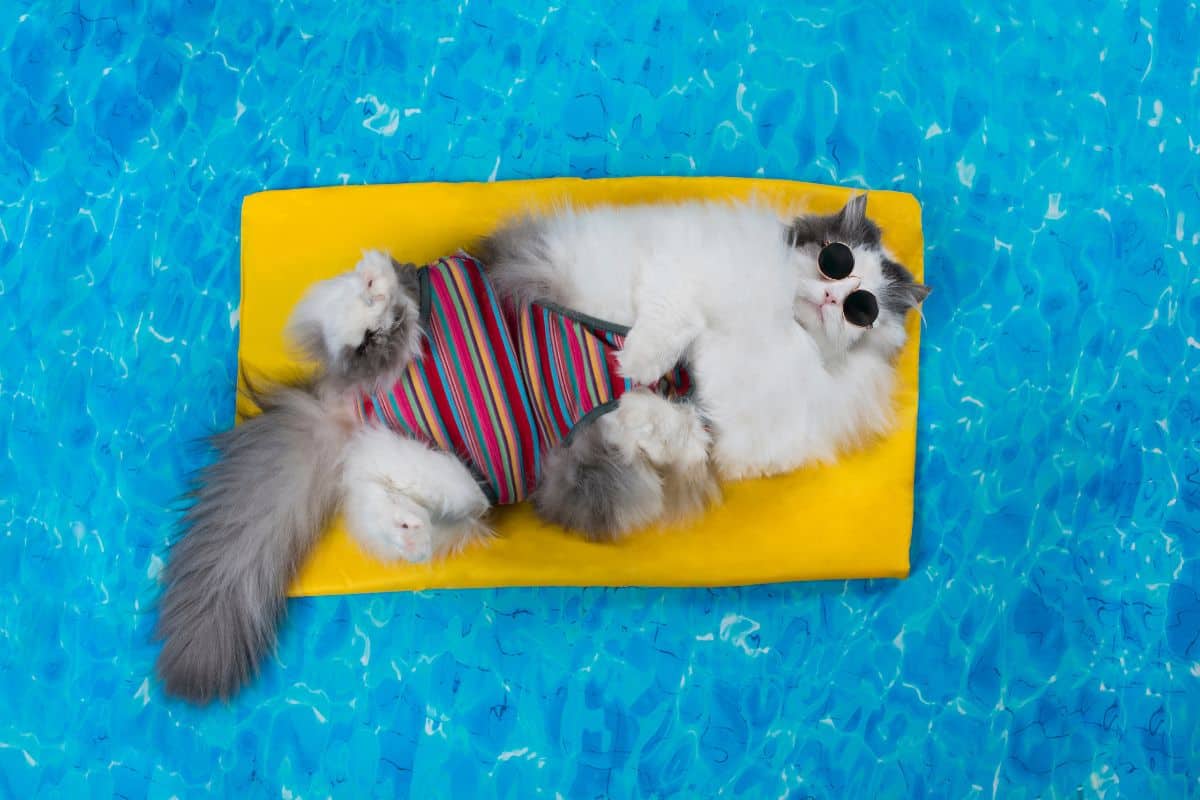 cat rest in the pool on the air mattress