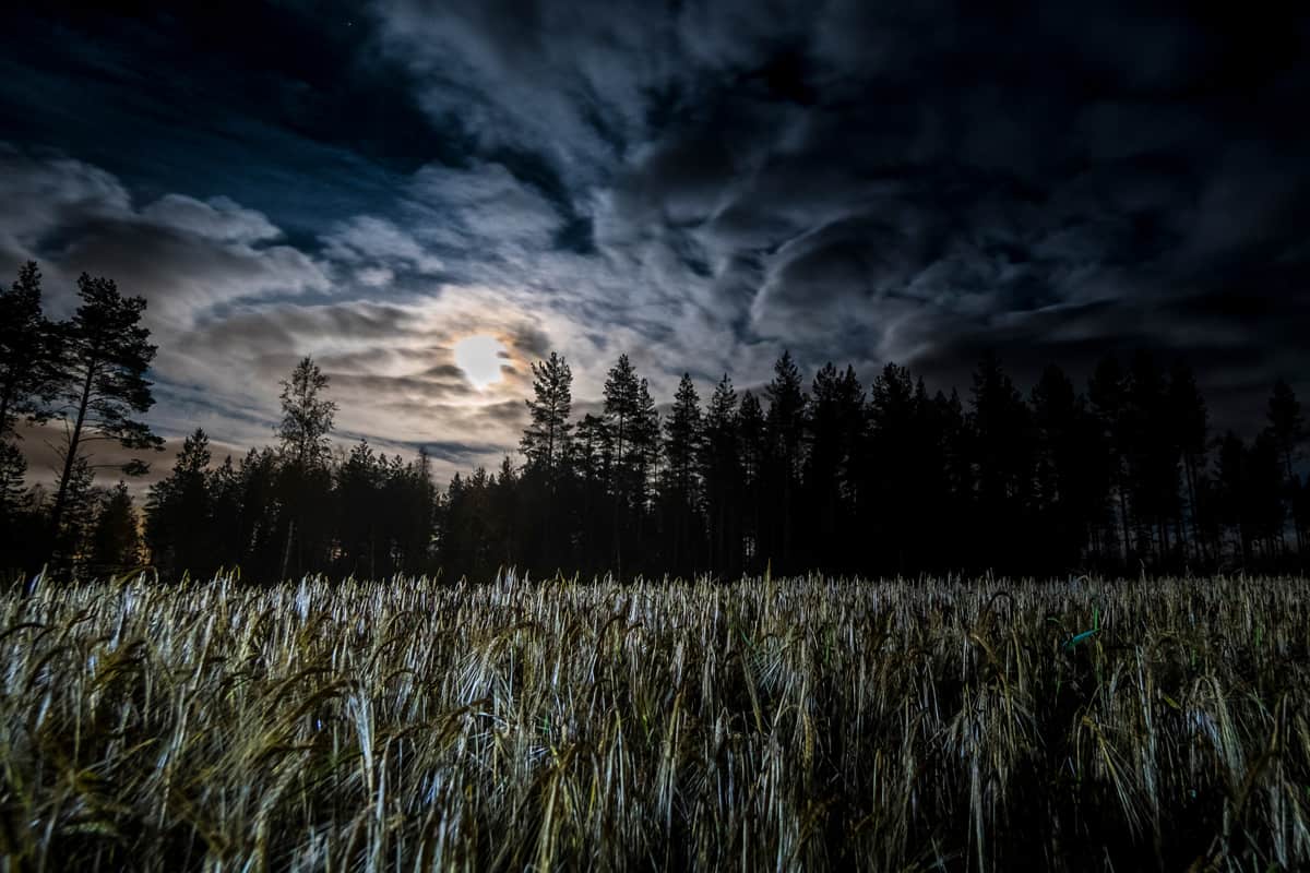 wheat field at night with full moon and sky with some clouds