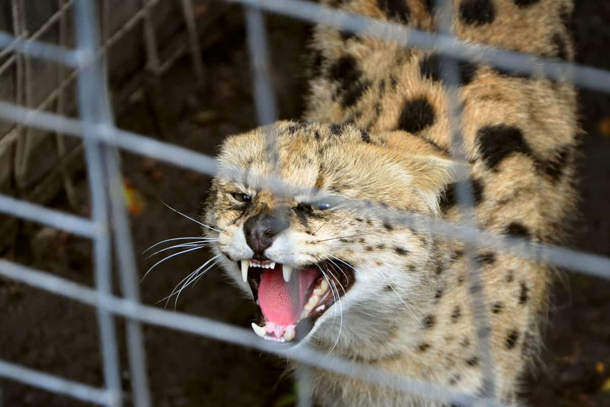 Frightened serval (Leptailurus serval) wild cat trapped in the cage meowing and growling