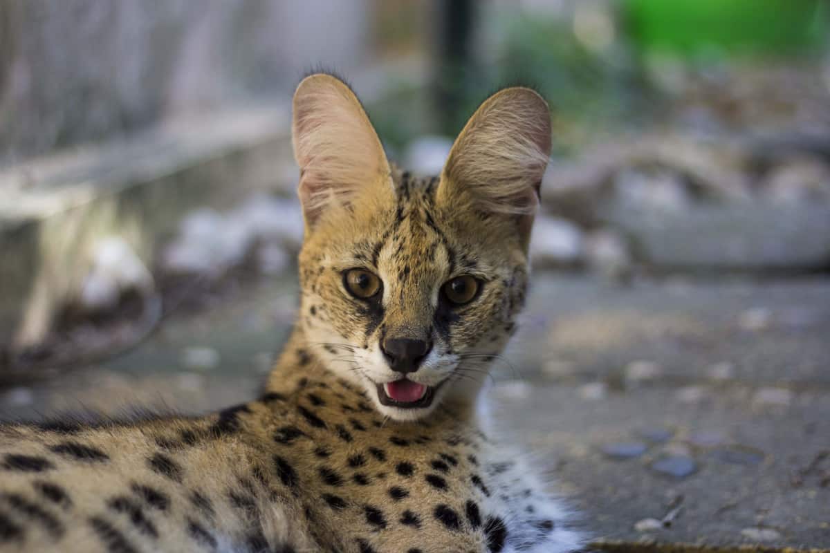 Beautiful serval cat