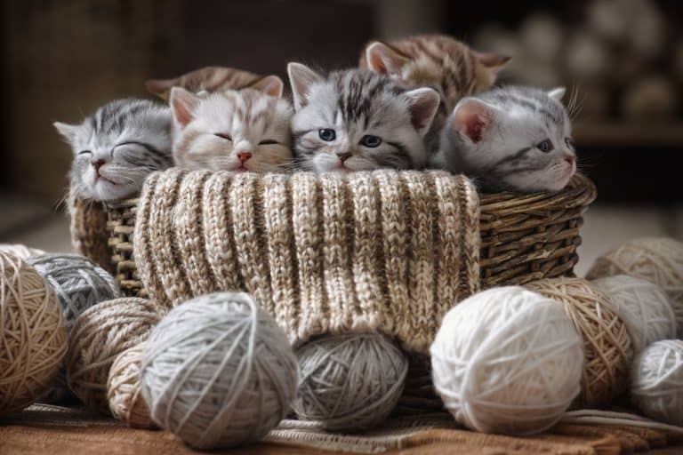 Group of small striped kittens in an old basket with balls of yarn, When Is It Safe to Let Your Kitten Roam Your House?