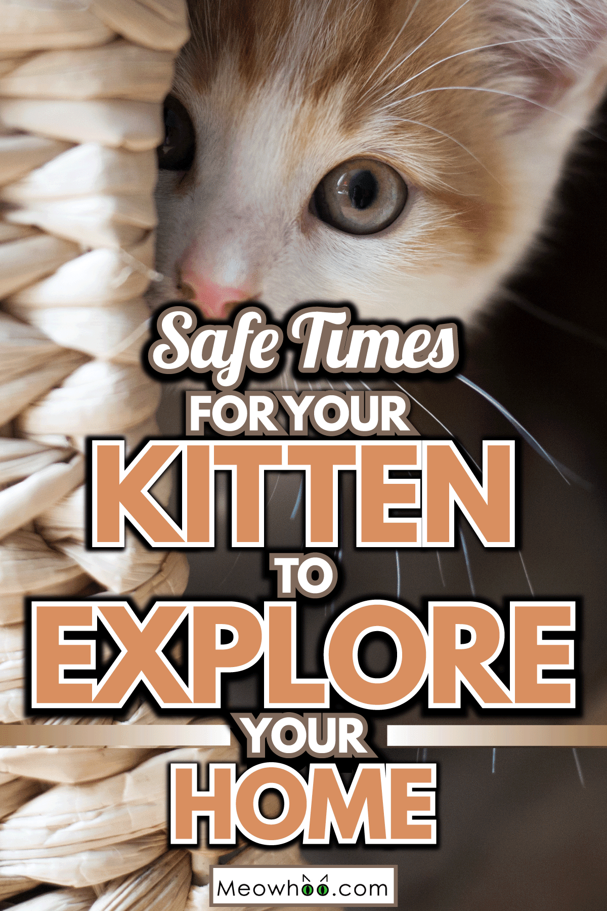 When-Is-It-Safe-to-Let-Your-Kitten-Roam-Your-House1