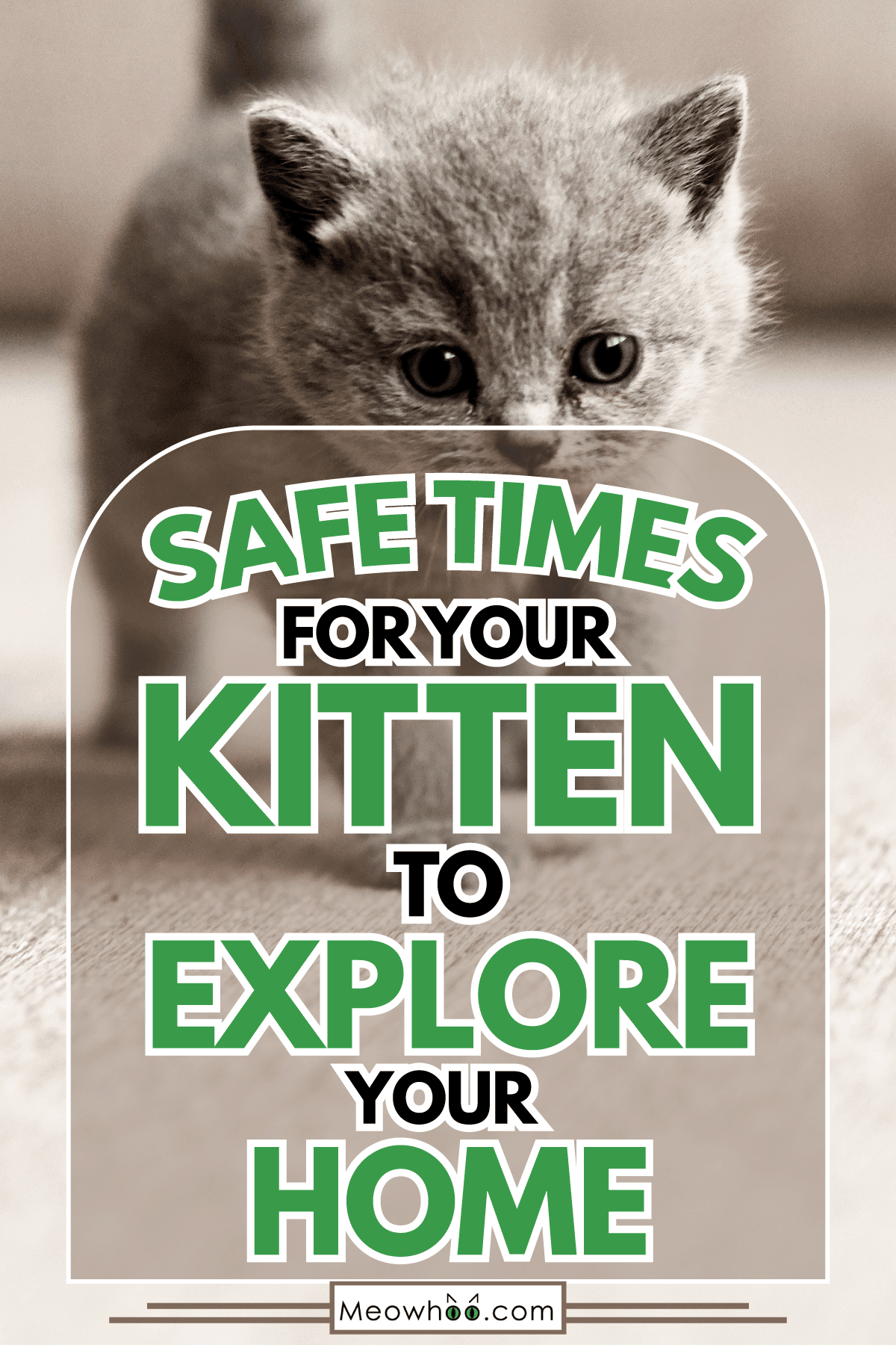 When-Is-It-Safe-to-Let-Your-Kitten-Roam-Your-House3