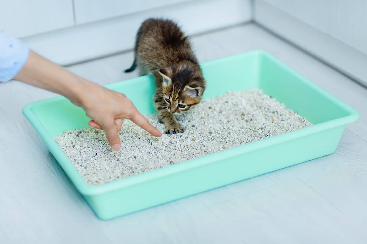 accustoming a pet kitten or cat to a toilet tray with absorbent filler