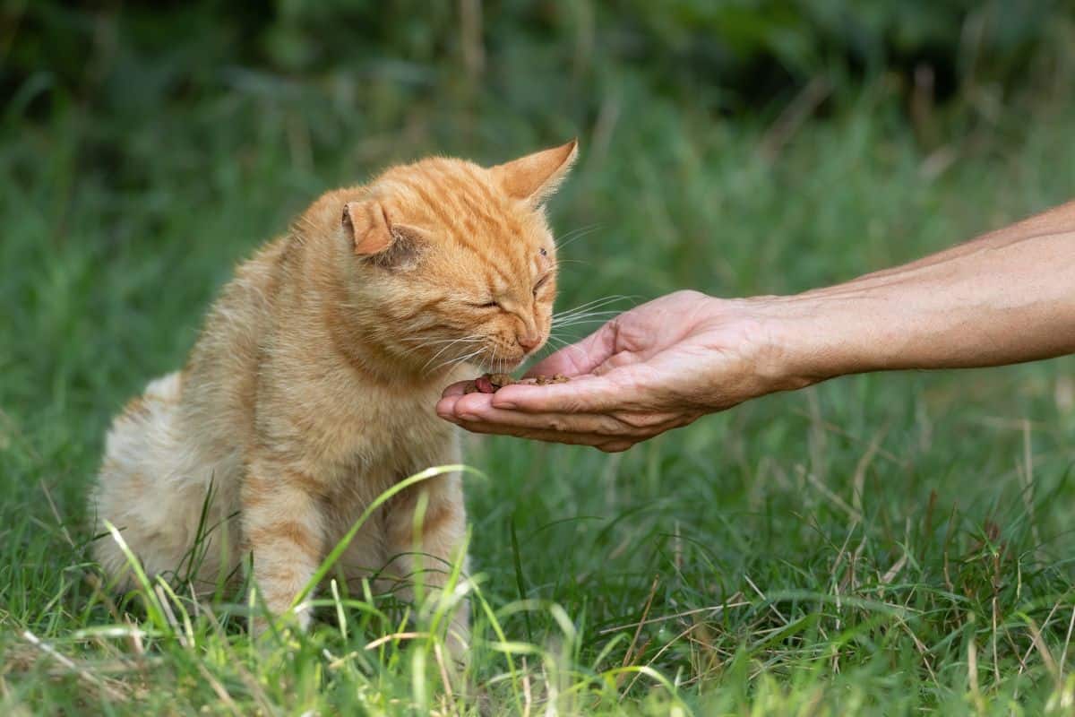 A man hand-feeds a red stray cat with a broken ear in the park.The concept of saving and helping homeless animals.