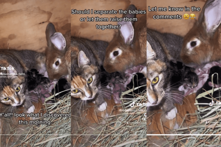 Collage of images from a tiktok video showing a cat, a rabbit and their babies together, A Cat, A Rabbit, And Their Babies: Unlikely Animal Companionship