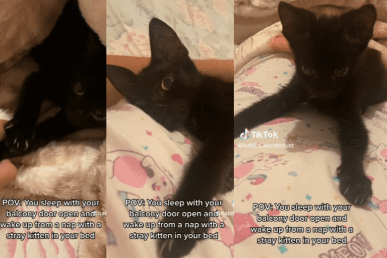 Collage of images from a tiktok video showing a cat laying on the bed, A Nap, A Surprise Guest, and a Heartwarming Adoption: The Viral Story of Zeus the Kitten