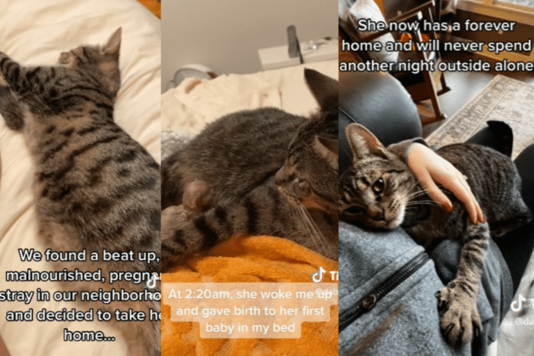 Collage of images from a tiktok video showing a rescue cat having kittens, Pregnant Stray Cat Rescued Just in Time