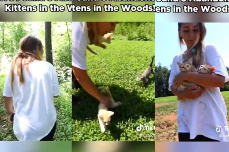 Collage of images from a tiktok video showing rescued kittens from the woods
