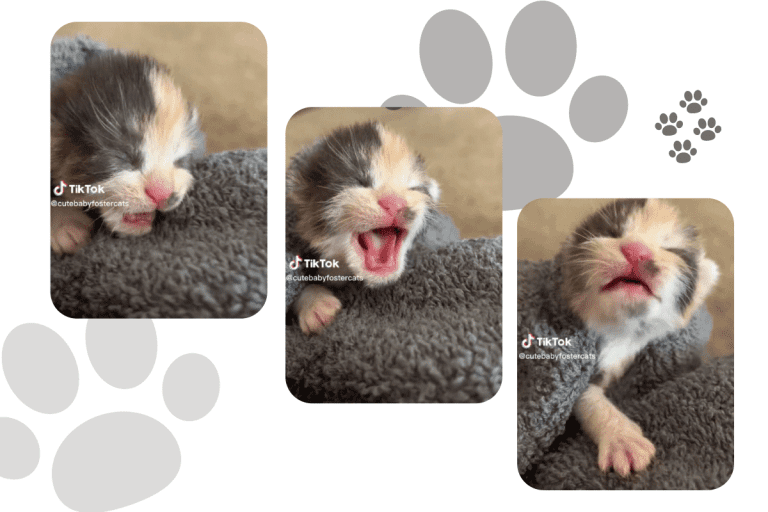 A kittens adorable squeks, Kitten's Adorable Squeaks Captivate Cat Lovers Worldwide