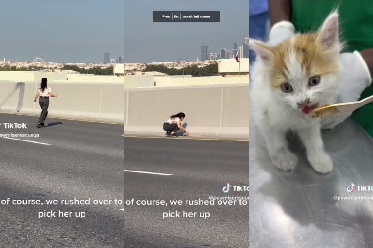 Collaged photo of a woman rescuing a kitten on the expressway, Heartwarming TikTok Video Shows Woman Rescuing Tiny Kitten from Busy Highway