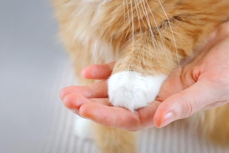 Human hands holding a paw of cat. Tender love and friendship between human and animal. Banner with copy space. - Rescue Cat Cuddles With New Owner For The First Time