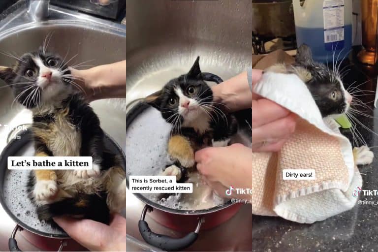 A collaged photo of a rescued cat getting a bath, Rescued Kitten's First Bath Will Melt Your Heart
