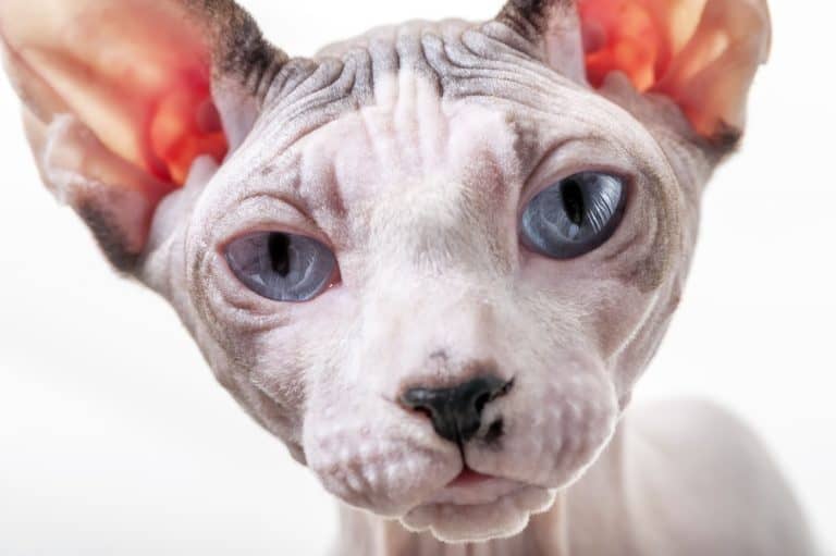 sphynx cat with blue eyes
