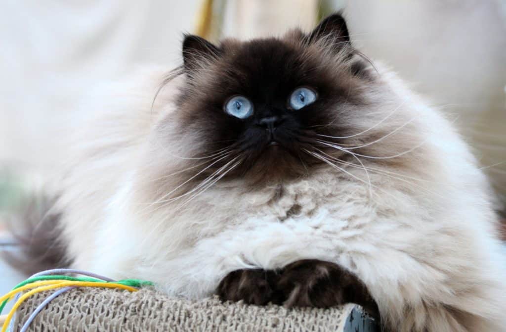 Himalayan cat with blue eyes