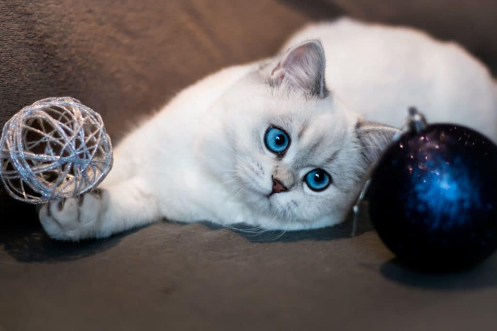 British shorthair cat with blue eyes