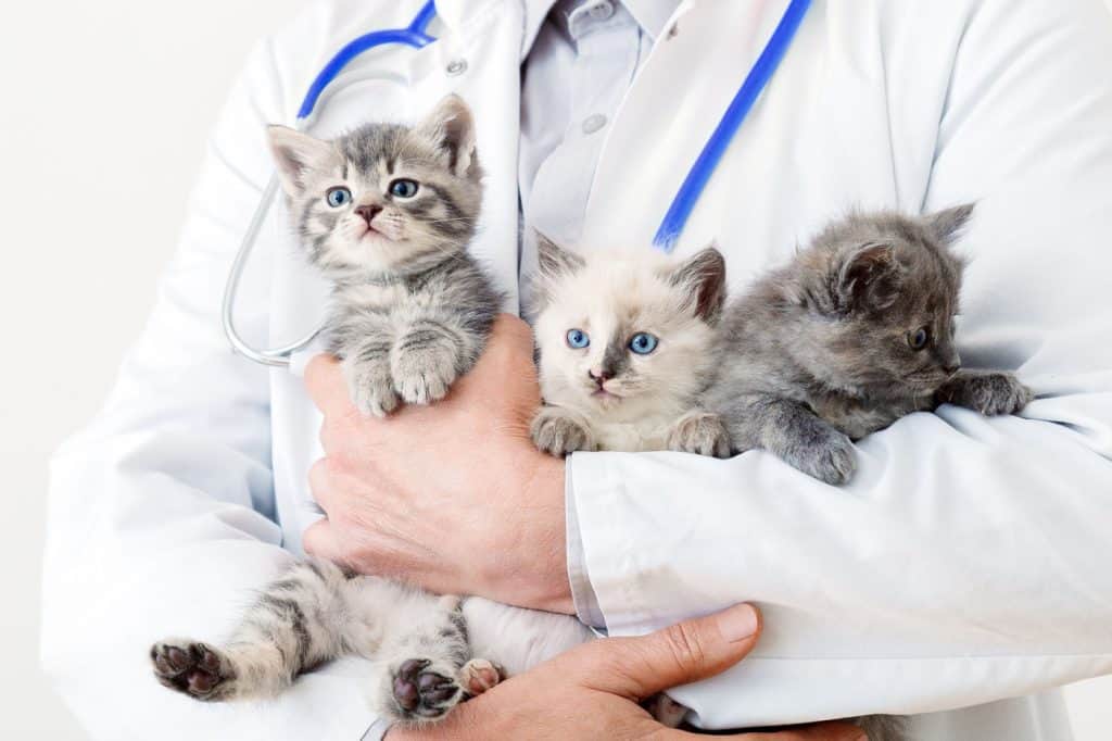 Veterinarian holding kittens