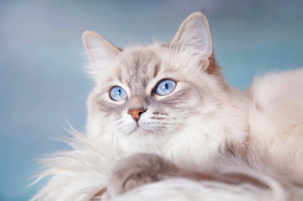 Blue eyed Siberian cat
