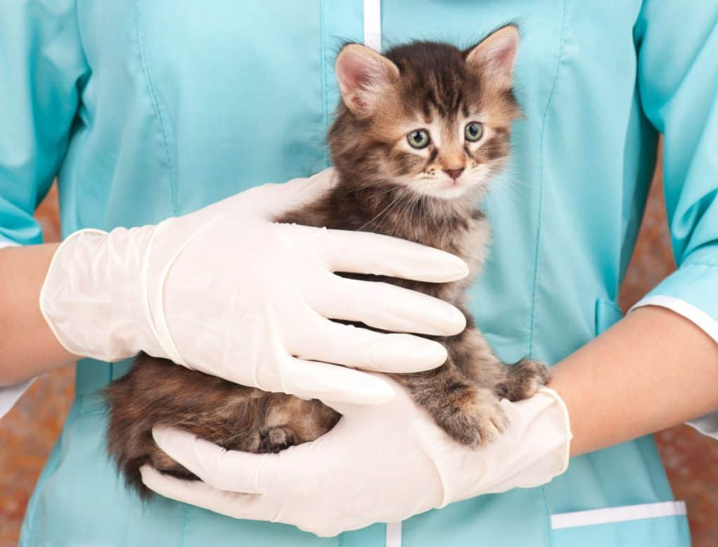 veterinarian holding a kitten