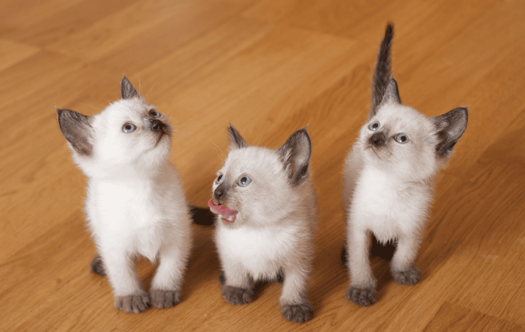 Photo of siamese kittens 
