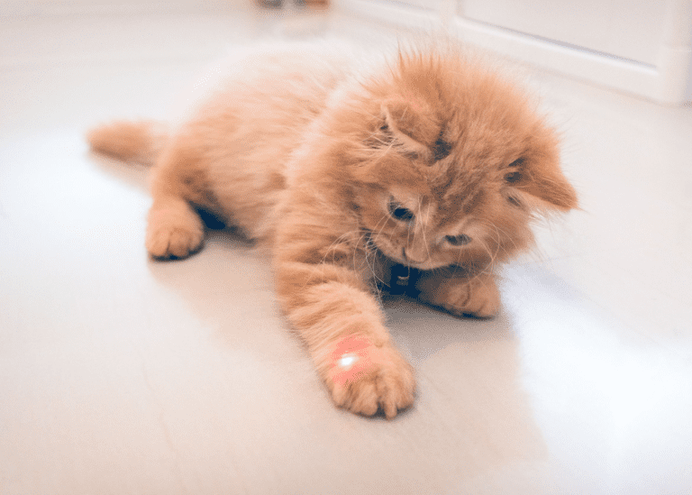 Photo of a cute cuddly orange cat or kitten playing with a laser pointer toy