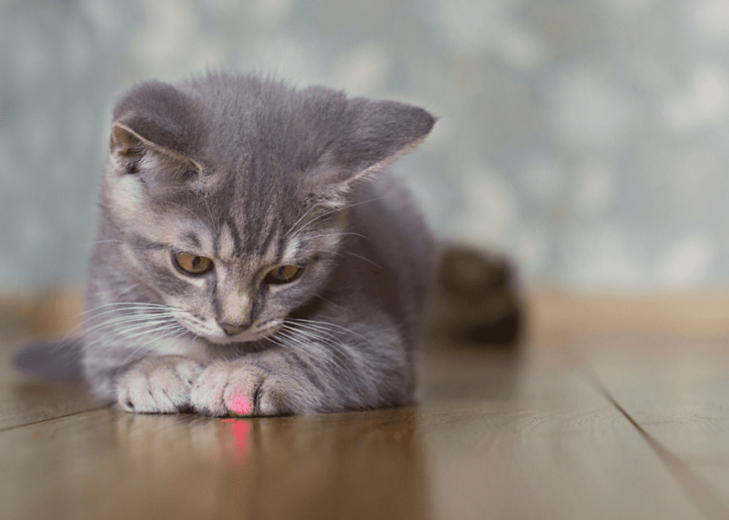 Photo is a cute gray cat watching a laser dot on the floor in front of him from a laser cat toy