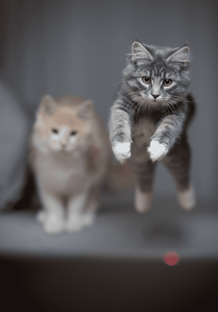 Photo of two playful kitties. One orange kitty is in the background observing or getting ready to pounce. A grey kitty with white paws is pouncing on a laser dot from a laser pointer toy