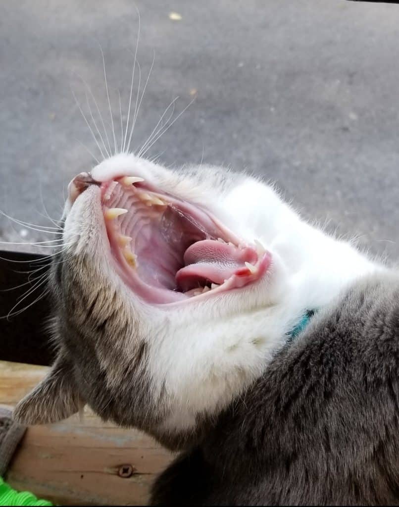 Funny photo of a cat with their mouth wide open showing the whiskers