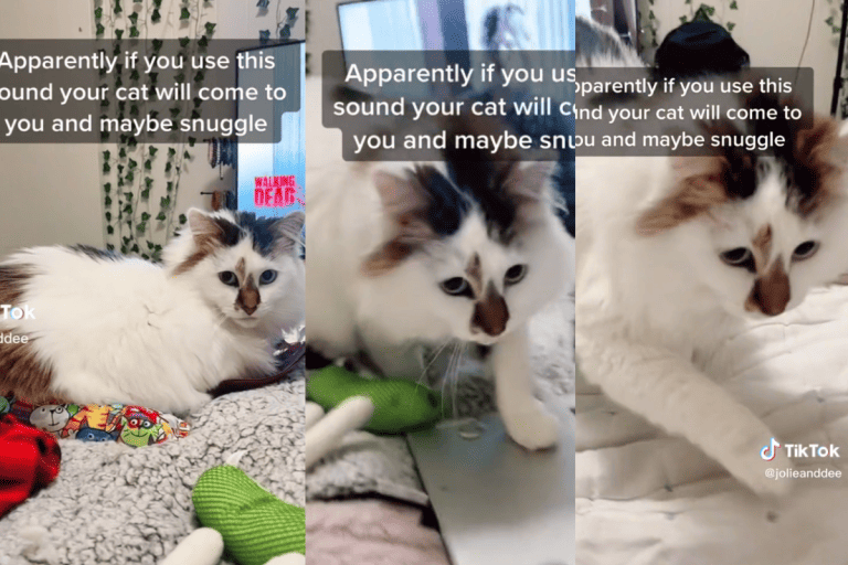 A collaged photo of a cat approaching its owner for a snuggle, Cat Rescuer Uses Sound Mimicry To Deepen Their Connection: Adorable Must See Video