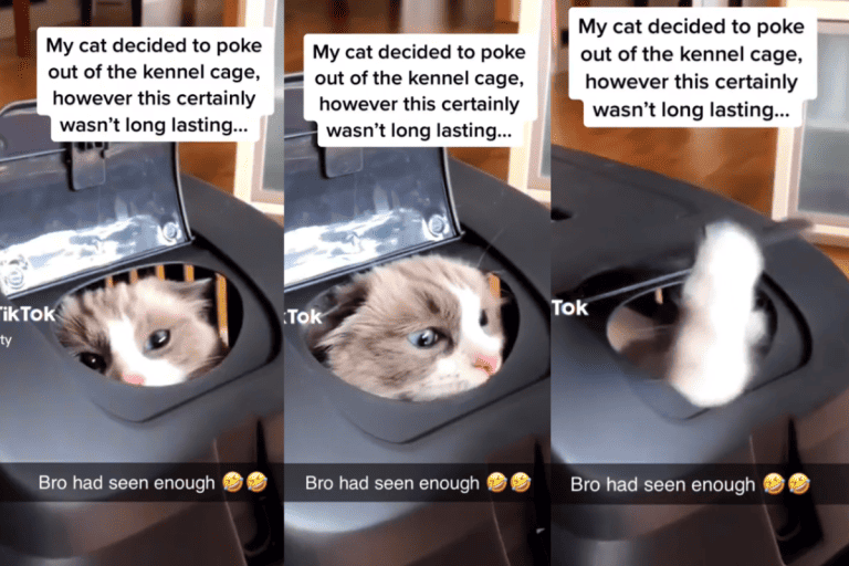 A collaged photo of an introverted cat inside a kennel cage, Adorable Introverted Cat Just Needs Privacy! (Must See Video)
