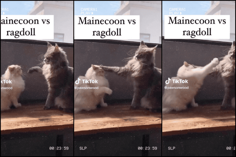 Adorable Play-Cat Fight That Looks Just Like Human Siblings - Maine Coon vs Ragdoll