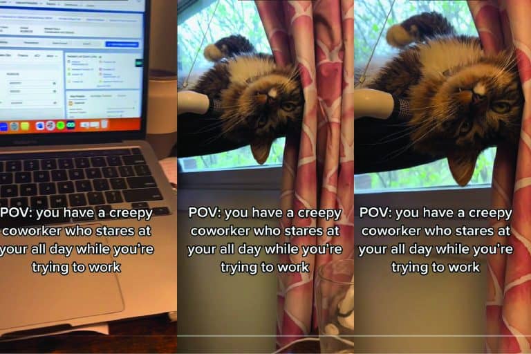 A collaged photo of a cat looking at his coworker in a creepy upside down way, Cats Are The Ultimate Home Office Sidekicks - A Video Story You Have To See