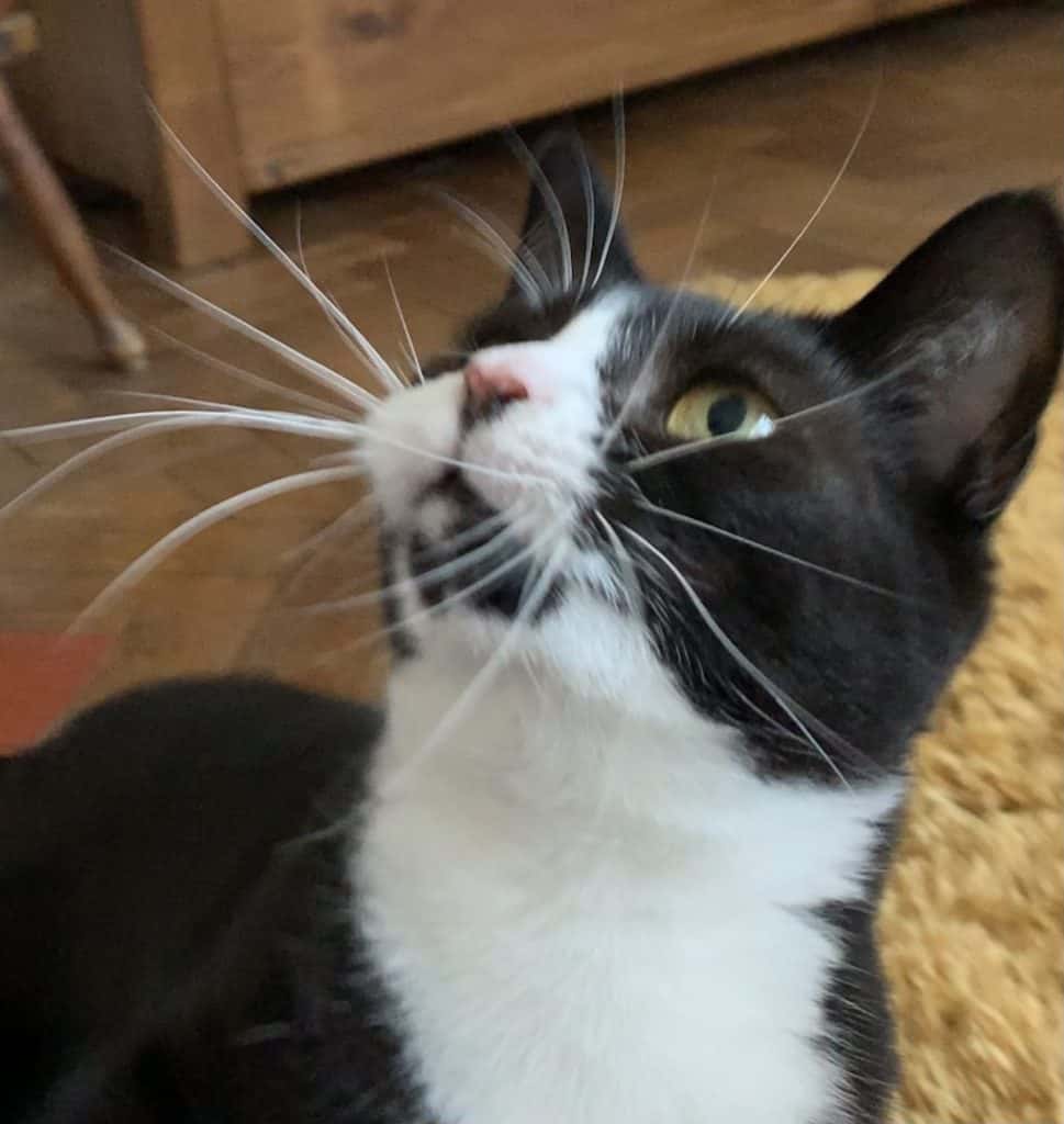 A black and white kitty with wild whiskers