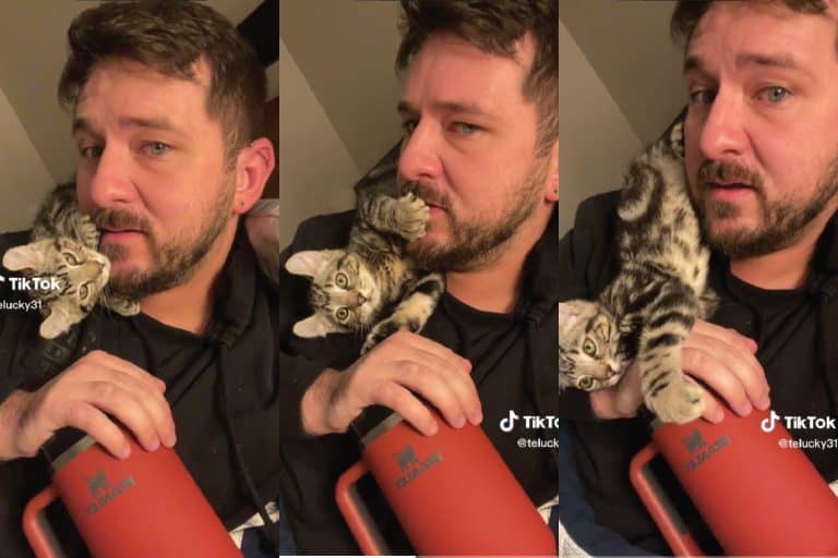 Collaged photo of a Kevin the Craigslist cat, Kevin The Craigslist Cat Goes Viral, Proves Adopting Kittens Is Purrfect