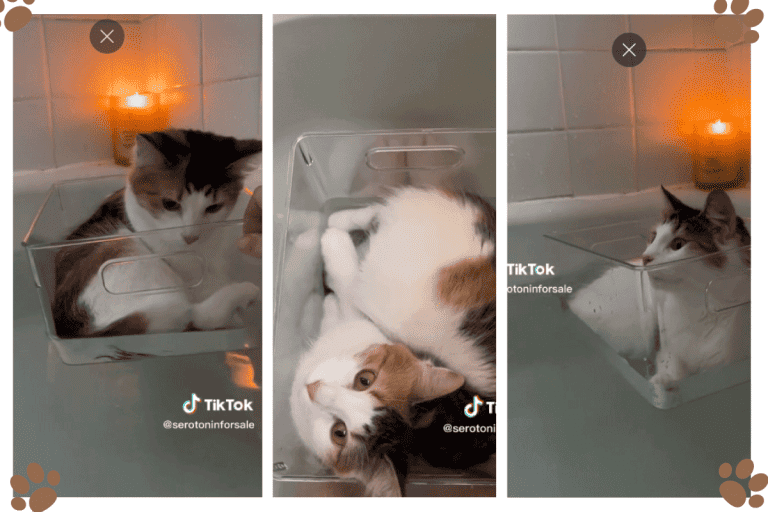 The cat in a cruise in it's little boat in the bathtub, The Purr-fect Bath Time Adventure: This Cat's Cruise Will Make Your Day!