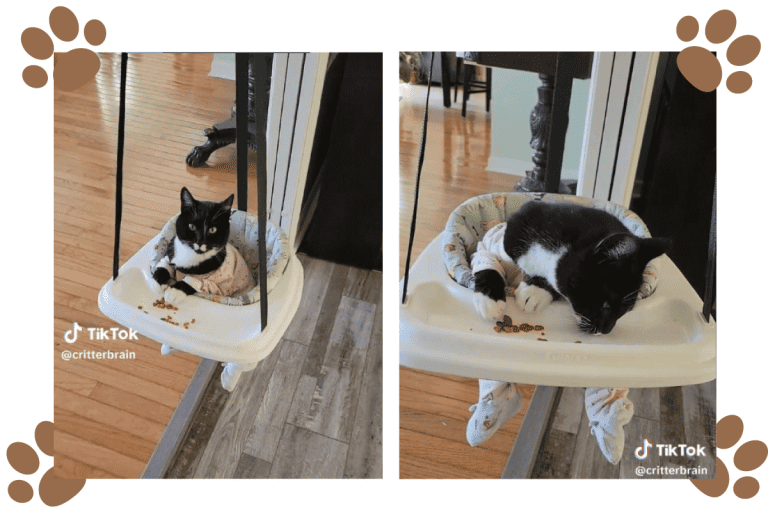Cat eating the treats in his cart, Cat Enjoys Snacks Like a Furbaby: The Most Chill Cat Ever?