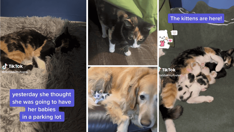 Photo collage from rescue story on tiktok. A calico cat was saved from a parking lot. The kittens were born a few days later.