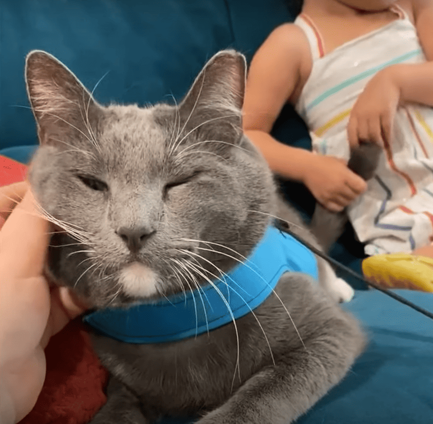 Image is of a grey cat that is being pet. Wearing a blue harness. This is Roger, a therapy cat.