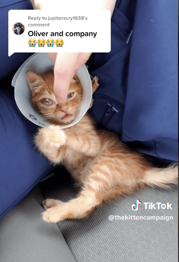 klondike the rescue kitten in a cone