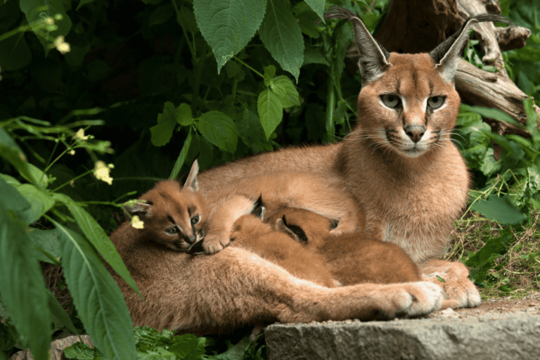 Caracal - cat with three kittens