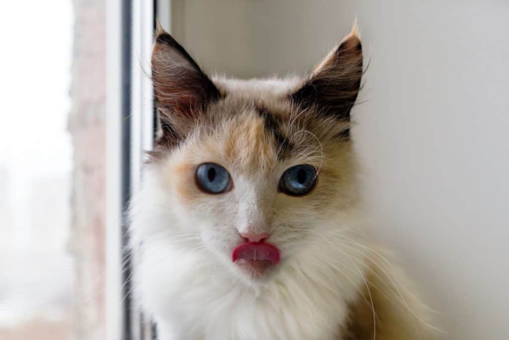 Multicolored cat by a window showing a blep