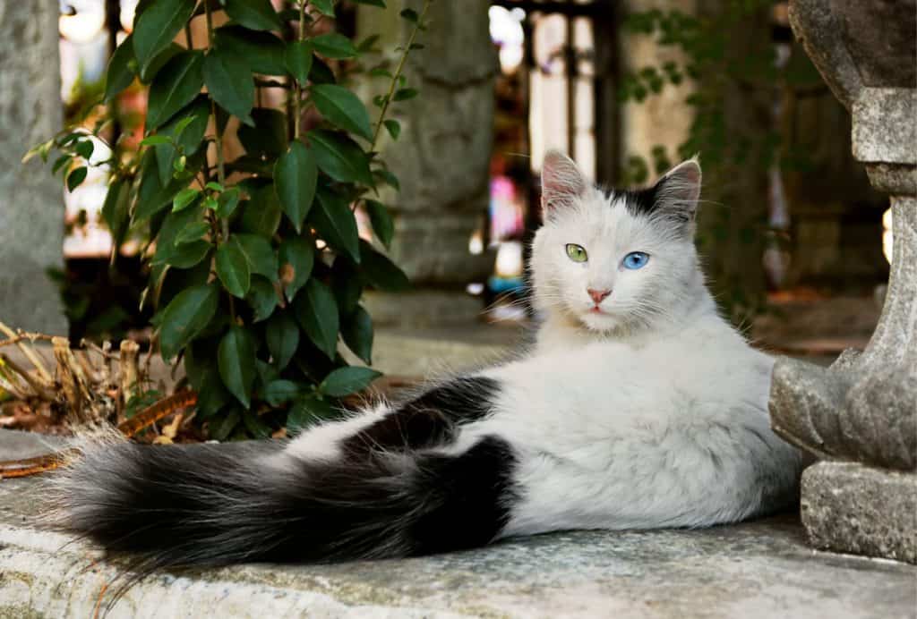 turkish angora cat odd eyes blue and green
