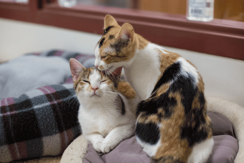 Calico cats grooming each other