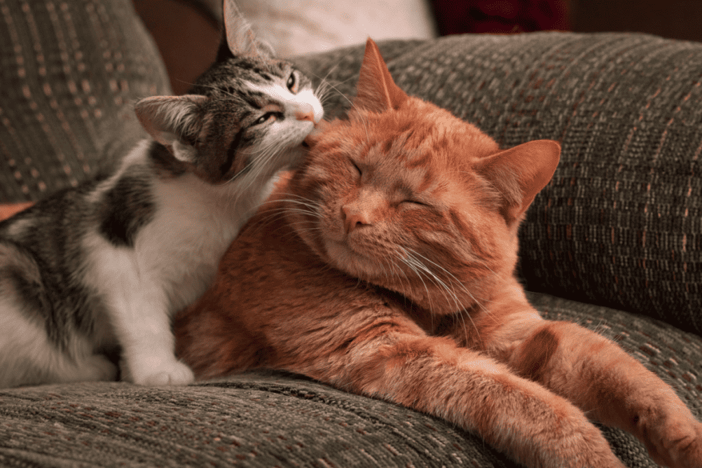 An orange cat and a white and brown cat grooming each other