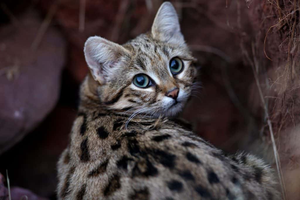 Black-footed cat
