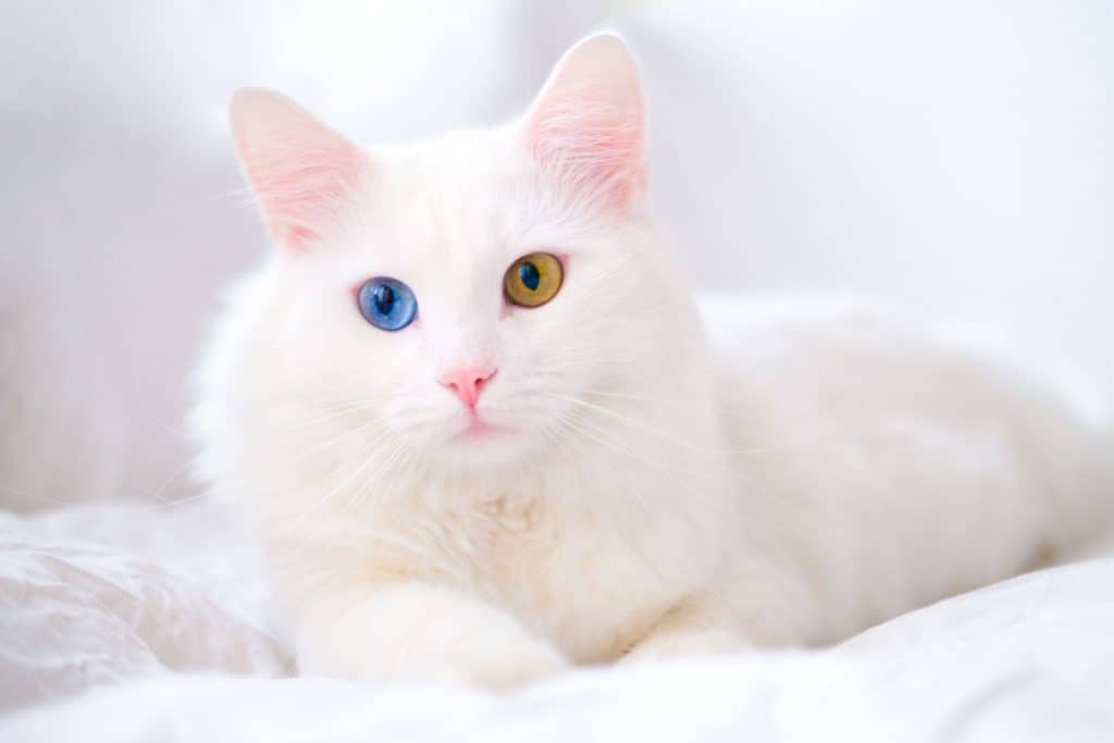 White cat with different color eyes. Turkish angora. Van kitten with blue and green eye lies on white bed. Adorable domestic pets, heterochromia.
