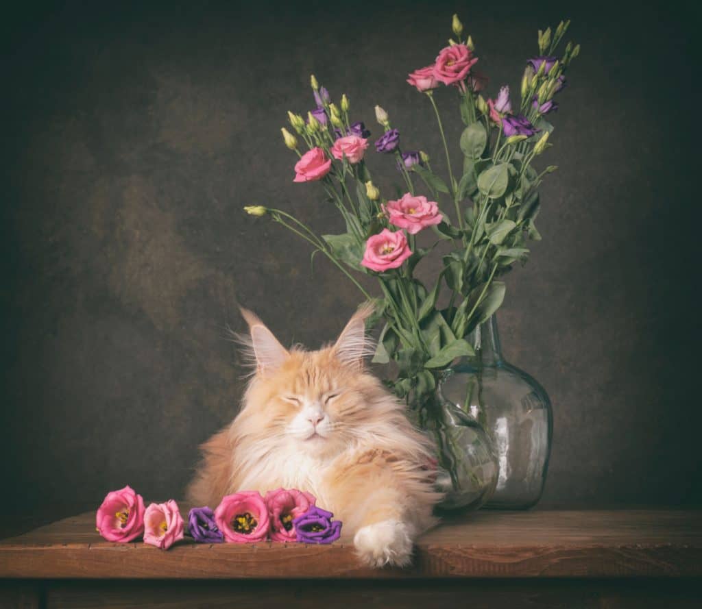 portrait of a maine coon cat with flowers
