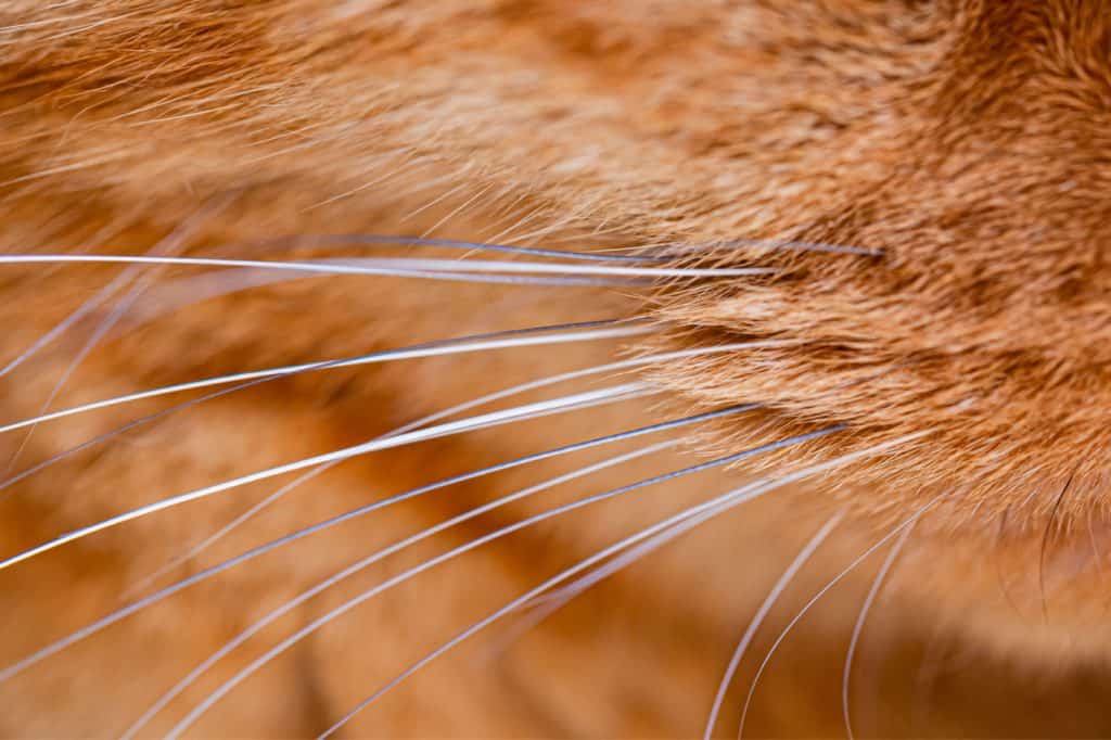 Close up of whiskers on a cat