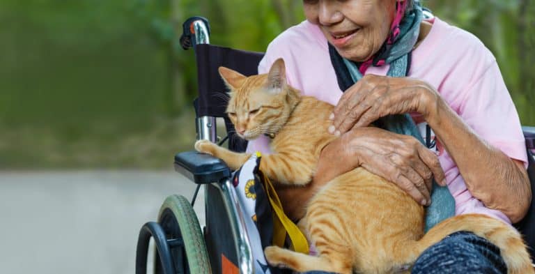 Cat sitting in the lap of a person in a wheelchair